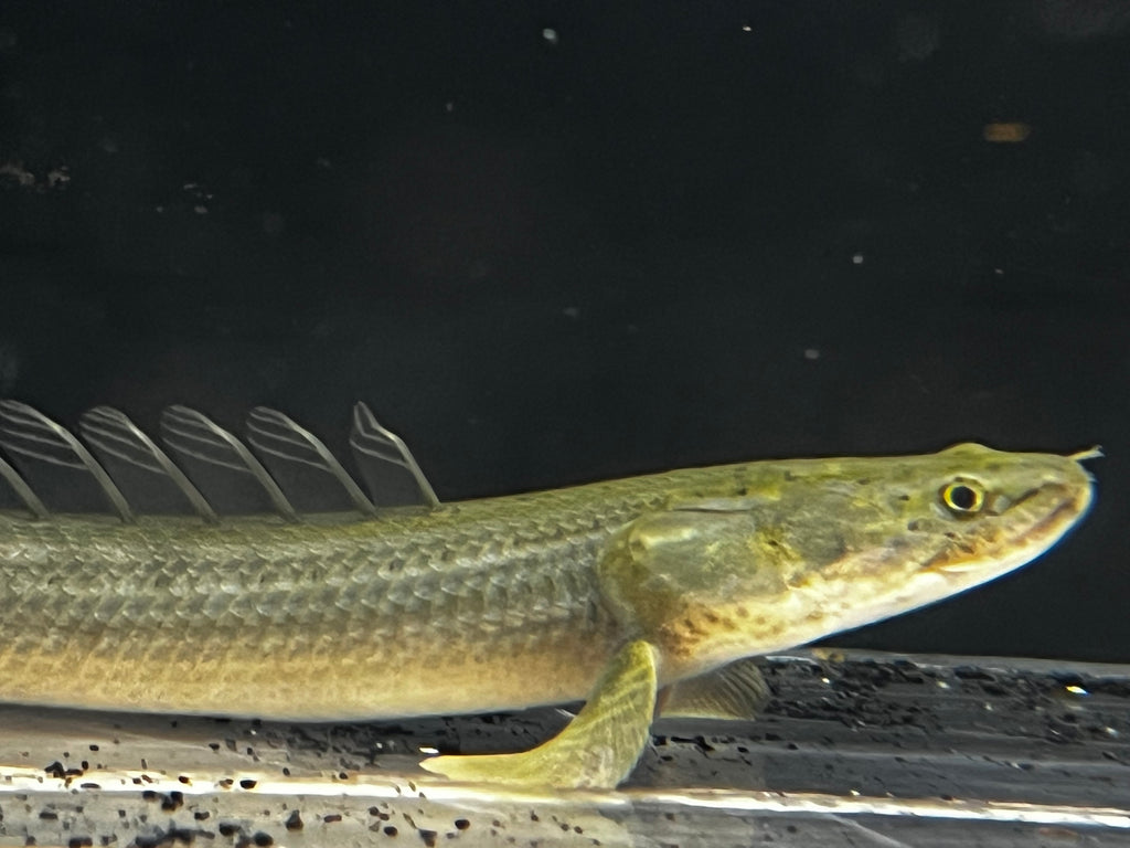 Nile PBB Bichir (Polypterus bichir bichir)