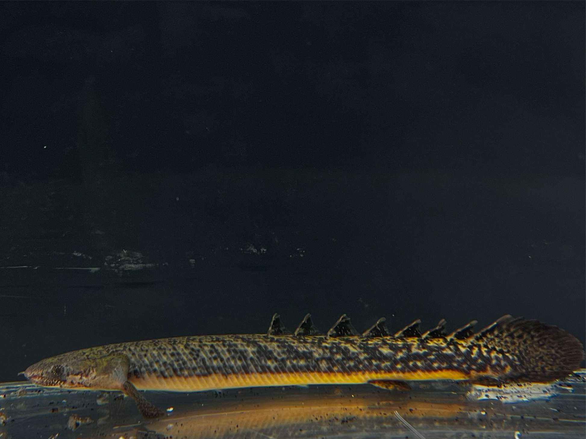 Teugelsi Bichir (Polypterus teugelsi)