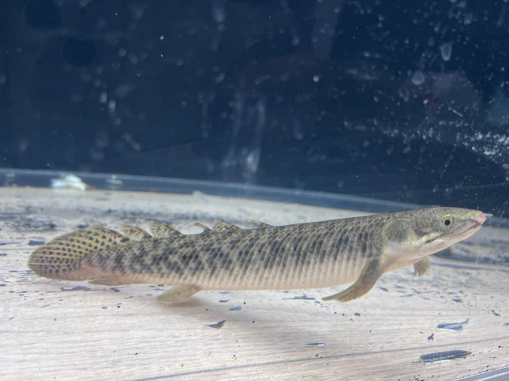 Polli Bichir (Polypterus Polli)
