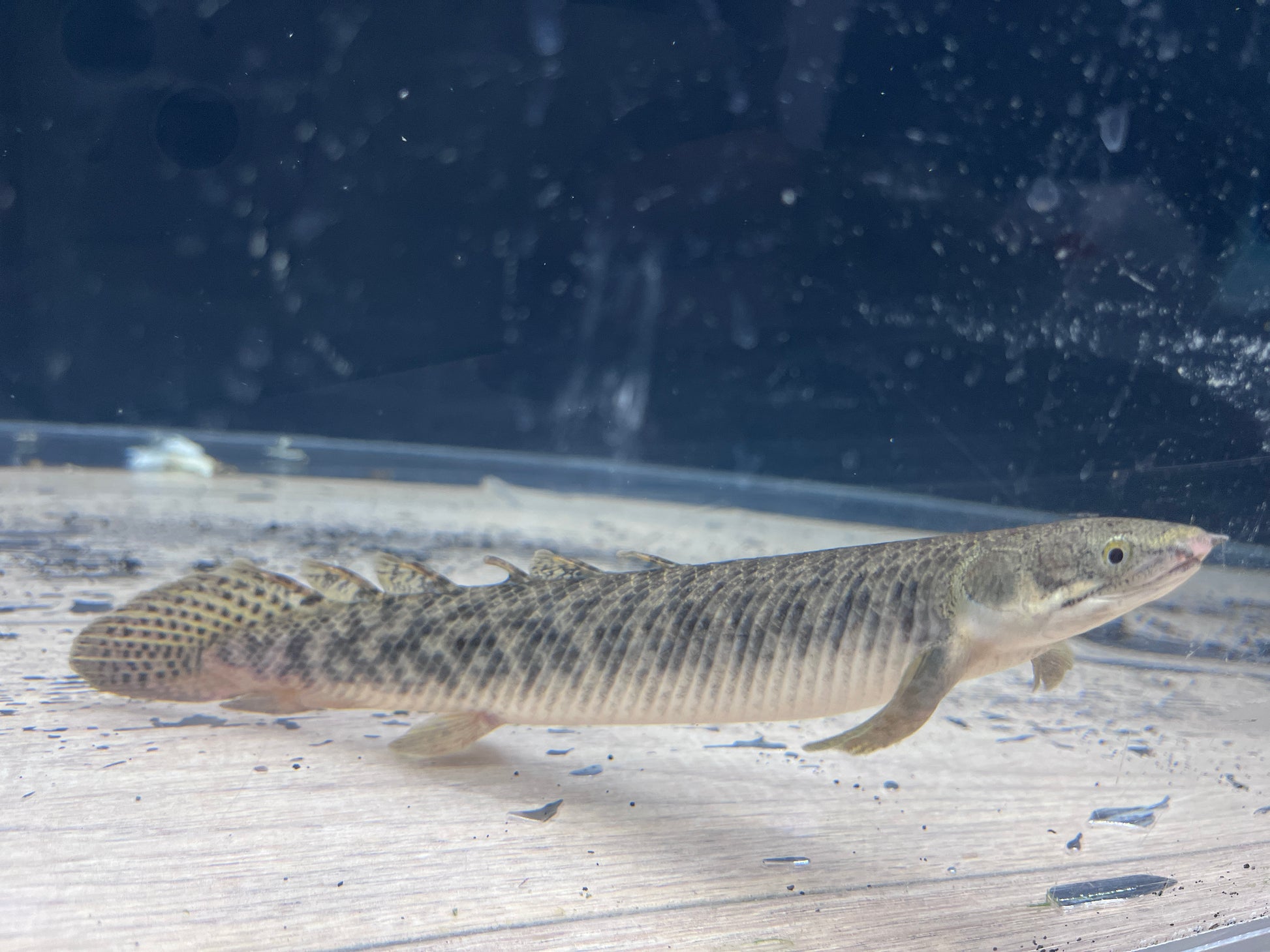 Polli Bichir (Polypterus Polli)