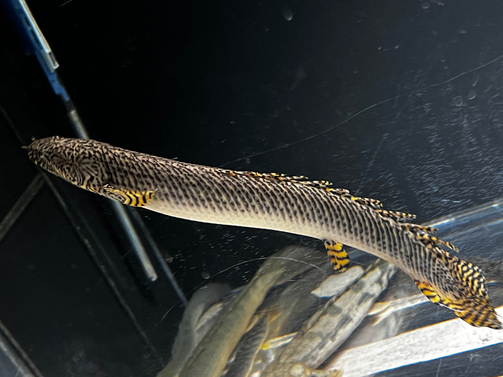 Ornate Bichir (Polypterus ornatipinnis)