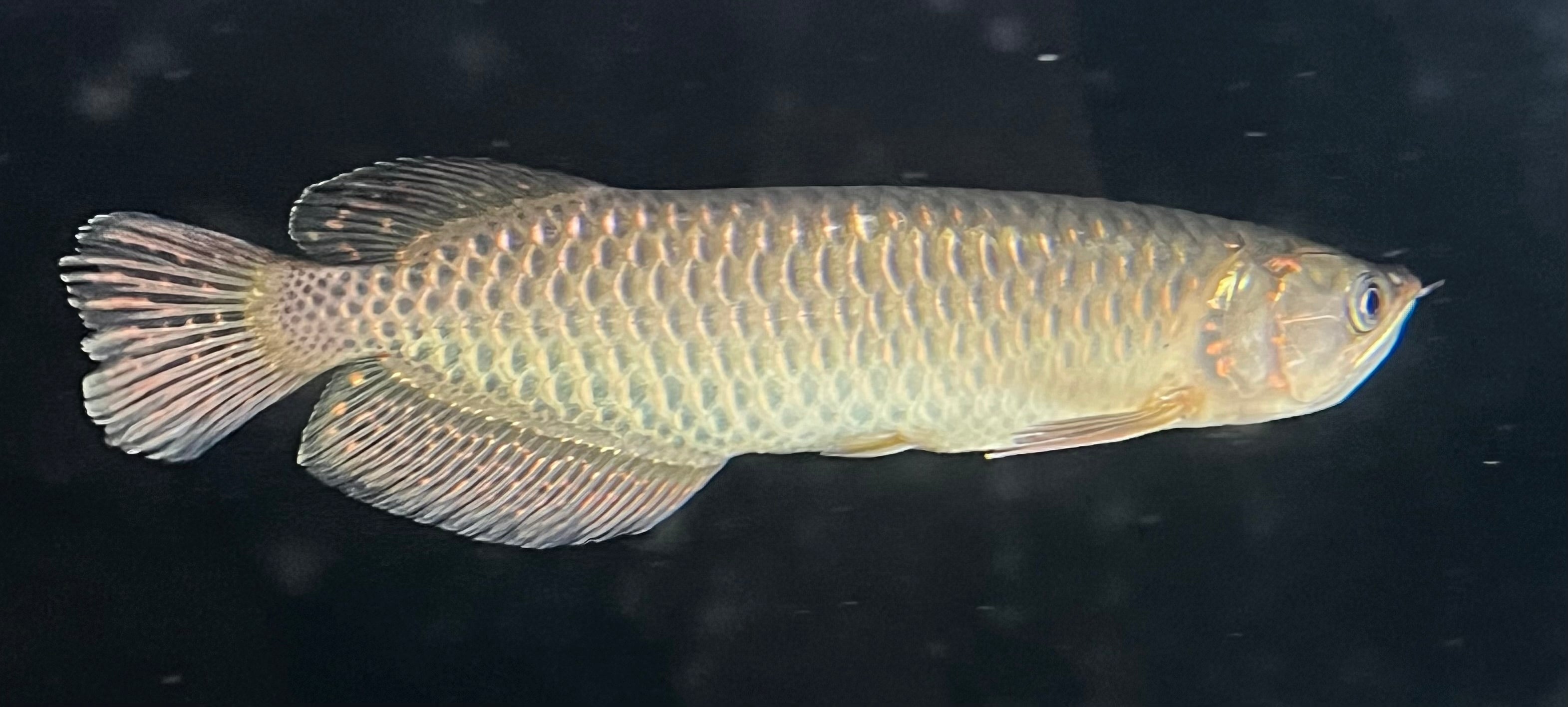 Jardini Arowana (Scleropages jardinii) – LVLUP AQUATICS