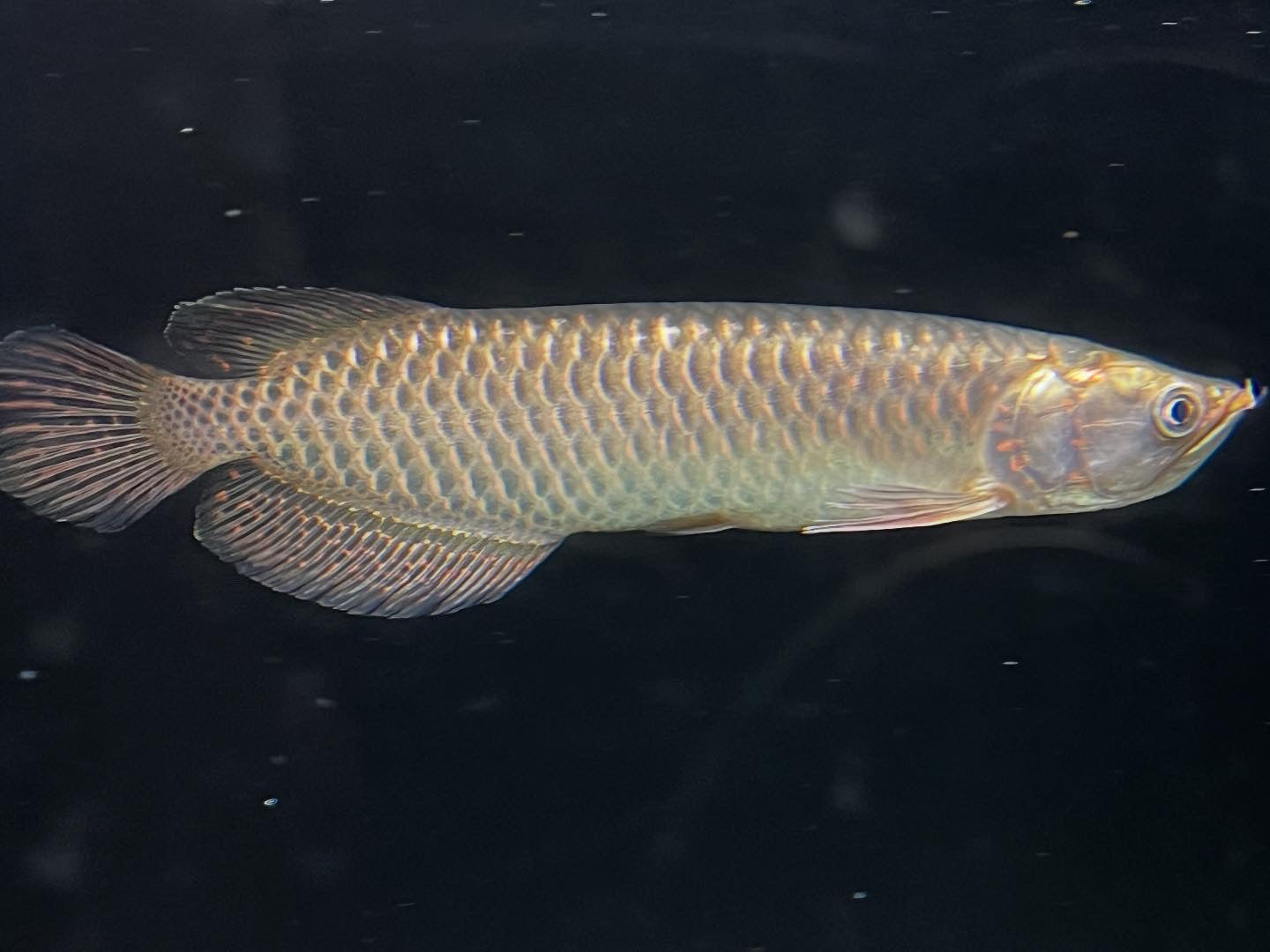 Jardini Arowana (Scleropages jardinii) – LVLUP AQUATICS