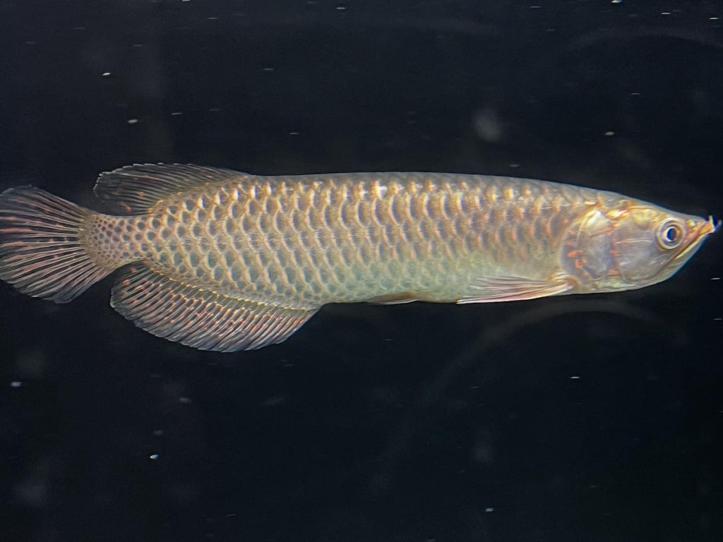 Jardini Arowana (Scleropages jardinii)