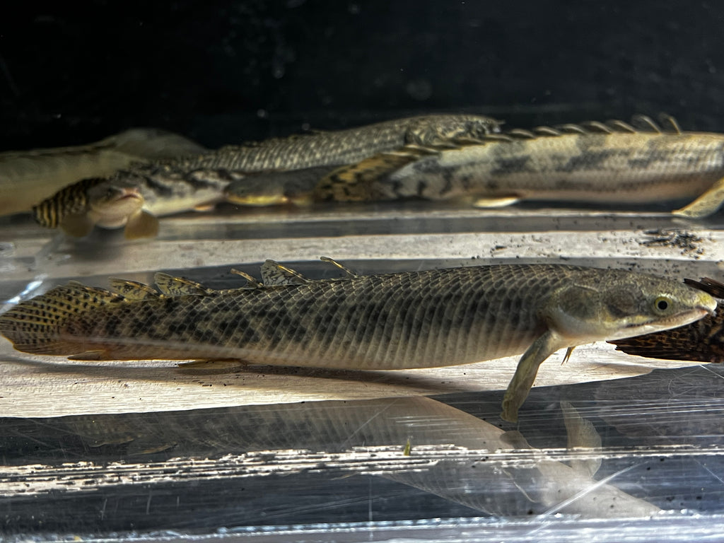 Polli Bichir (Polypterus Polli)