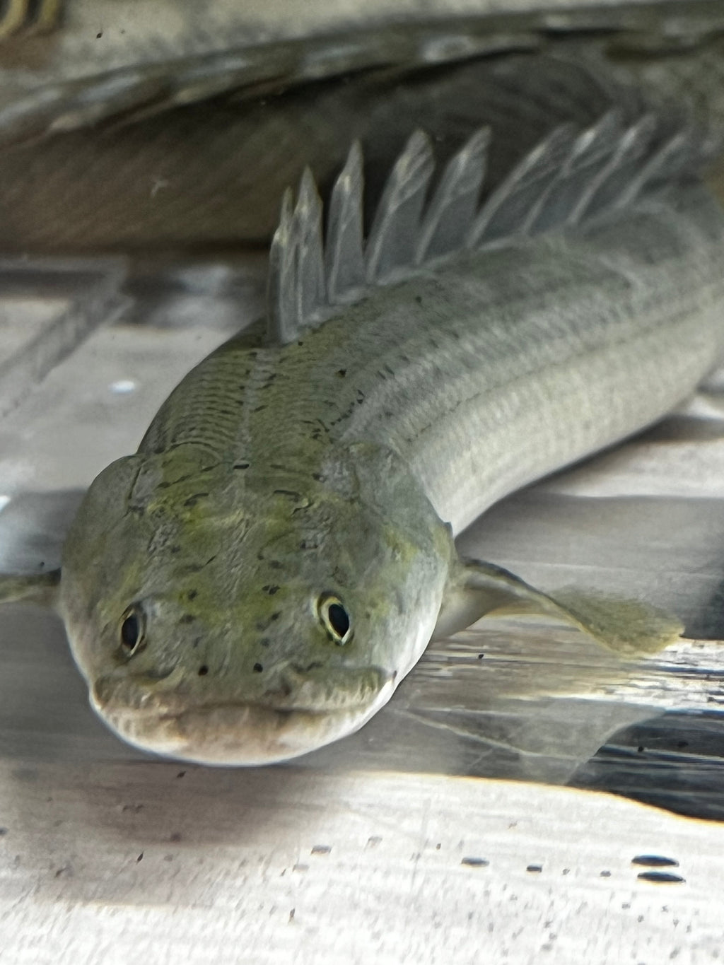 Nile PBB Bichir (Polypterus bichir bichir)