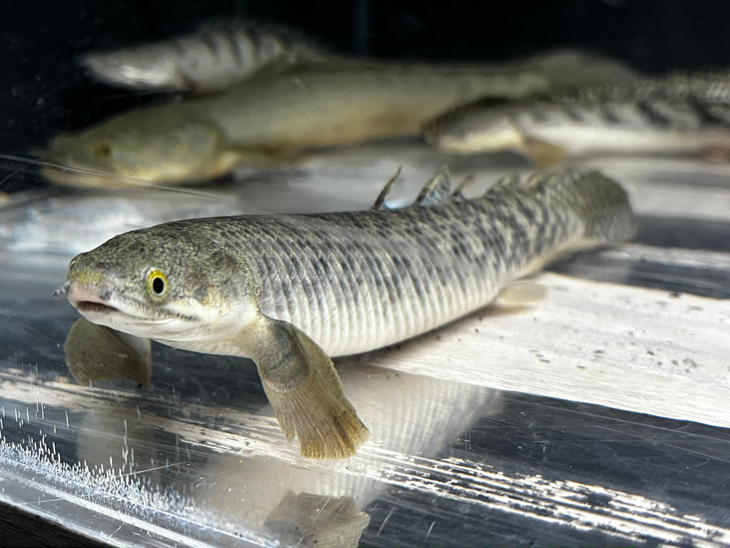 Polli Bichir (Polypterus Polli)