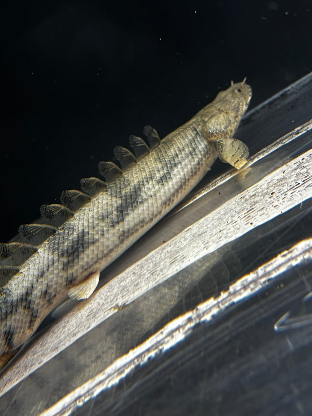 Endlicheri Bichir (Polypterus Endlicheri)