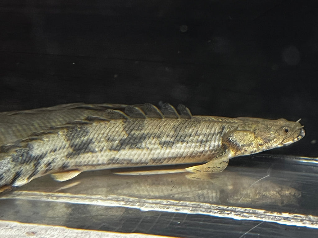 Endlicheri Bichir (Polypterus Endlicheri)